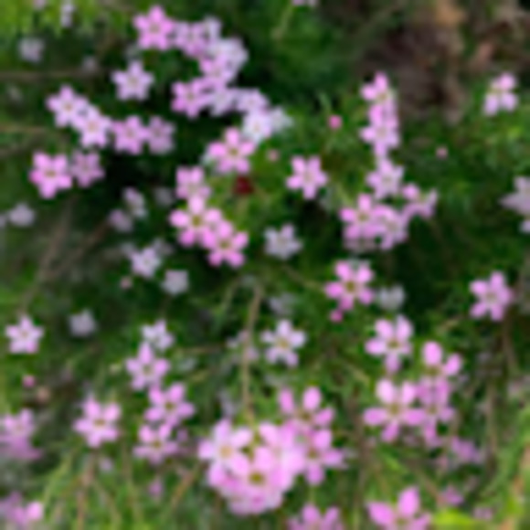 Meet your Posher, Brooke - Picture 1 of 1